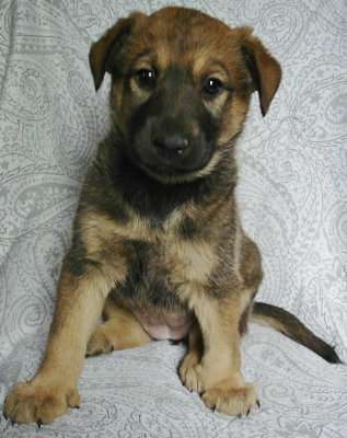 Щенки 2 месяца, мальчики и девочки