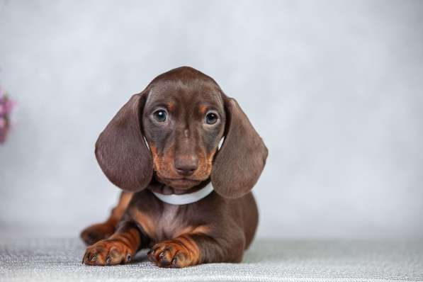 Таксы кроличьи от чемпионов в Москве фото 7