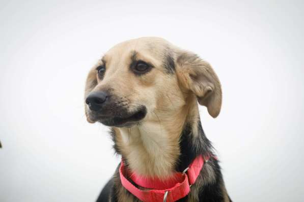 Небольшая забавная собачка Глори в дар в Москве