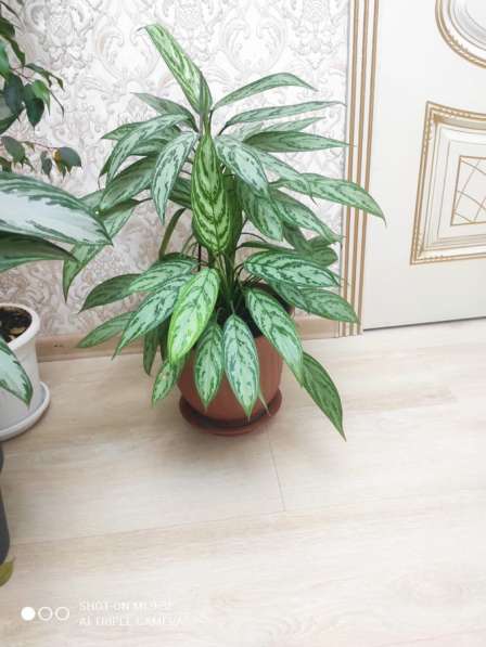 Цветок в горшке