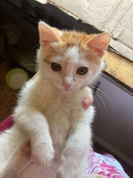 Курильский бобтейл в добрые руки