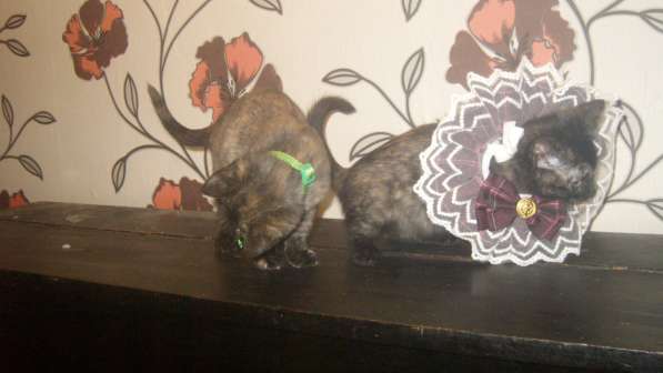 Весёлые и ловкие котятки ищут дом в