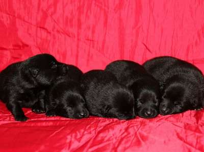 Шипперке щенки из питомника в Москве фото 12