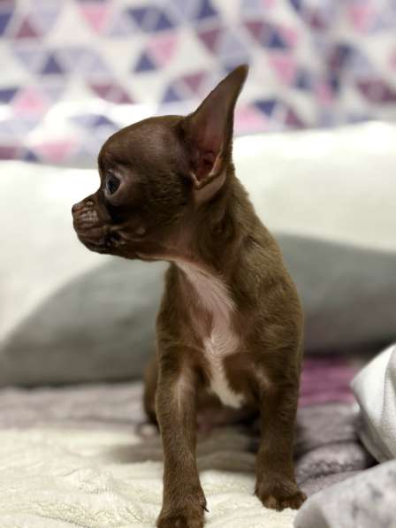 Щенята в Москве