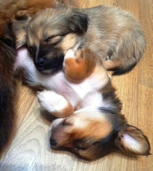 Милейшие щенки от домашней собачки в Иркутске фото 6