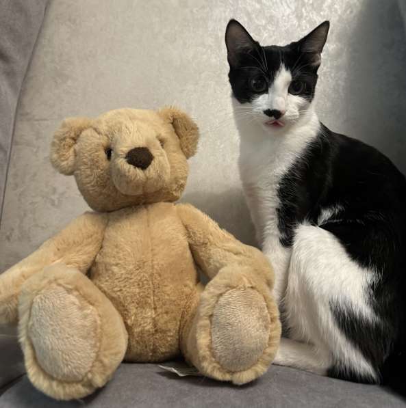 Багира в фото 5