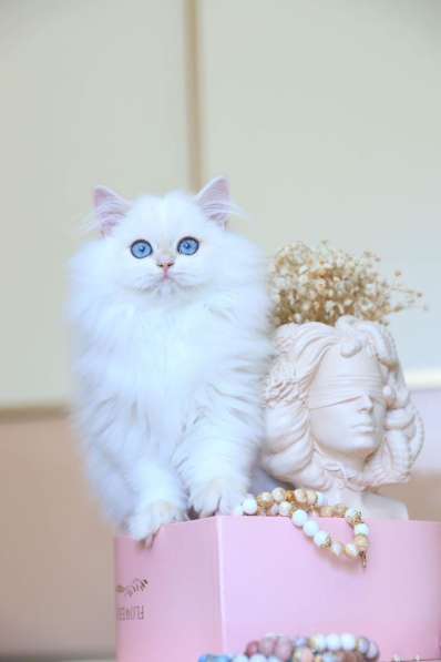 Британский котенок. Длинношерстный поинт в Санкт-Петербурге фото 5