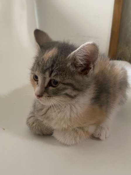 Бесплатно котята 1,5 месяца в Химках фото 4