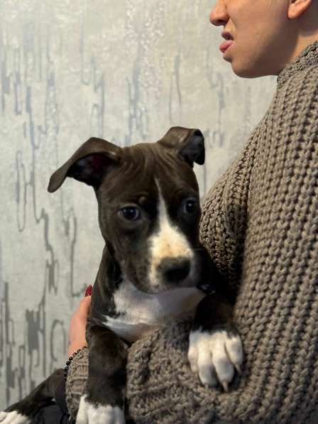 Голубая девочка Амстаффтерьера в Москве фото 7