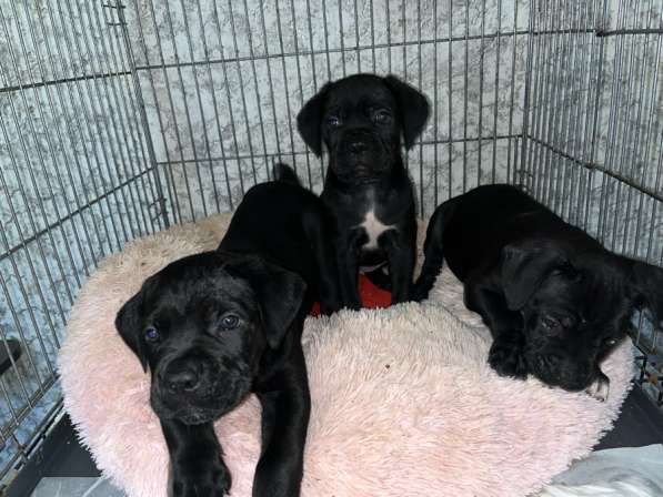 Кане Корсо щенки