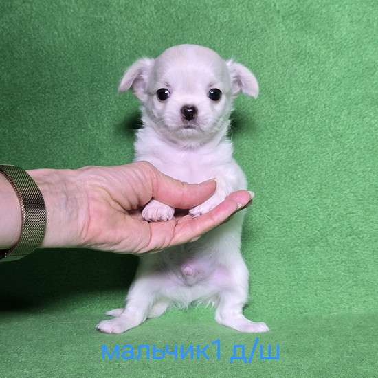 Очаровательный щенок чихуахуа в Москве фото 6