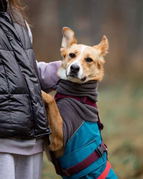 Лили ищет дом! в Москве