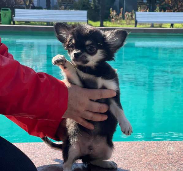 Миниатюрный щенок чихуахуа в Ялте фото 6