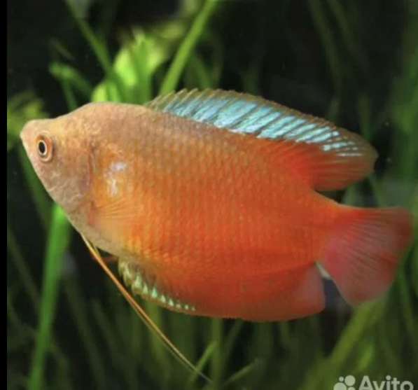 Аквариумные рыбки в Москве фото 7