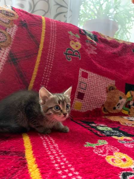 Отдаю котят в добрые руки в Волгограде фото 4