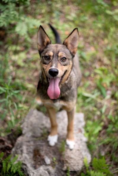 Флеш — молодой и послушный шоколадный, активный в Москве фото 5