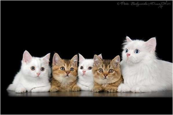 Британские котята
