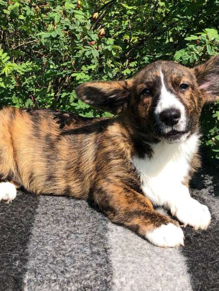 Щенки вельш корги кардиган в Санкт-Петербурге фото 5