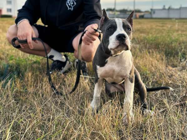 Американский Стаффордширский терьер в фото 3