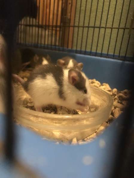 Крысы домашние в Барнауле фото 3