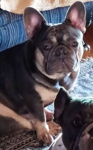 Щенки французского бульдога в Тимашевске фото 4
