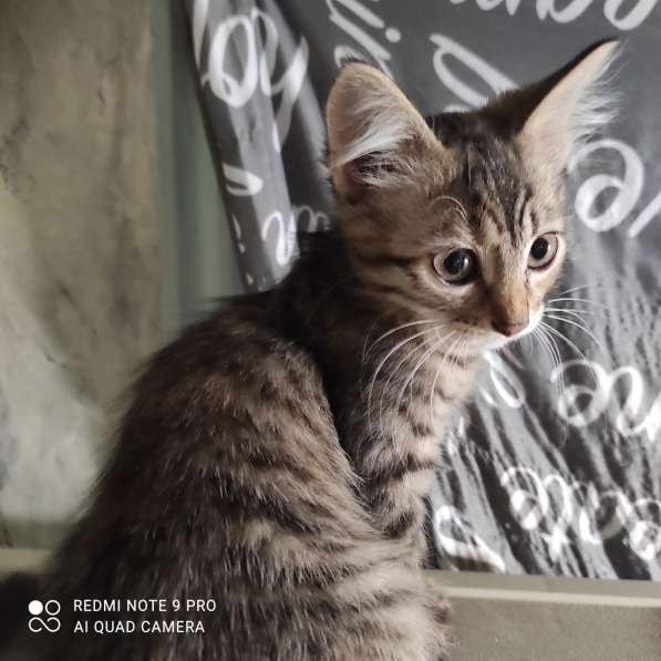 Котята в добрые руки в фото 3