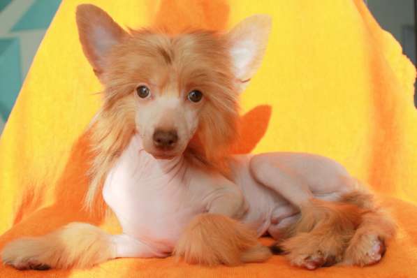 Китайская хохлатая щенок в Москве фото 6