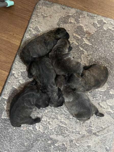 Щенки французского бульдога в Челябинске