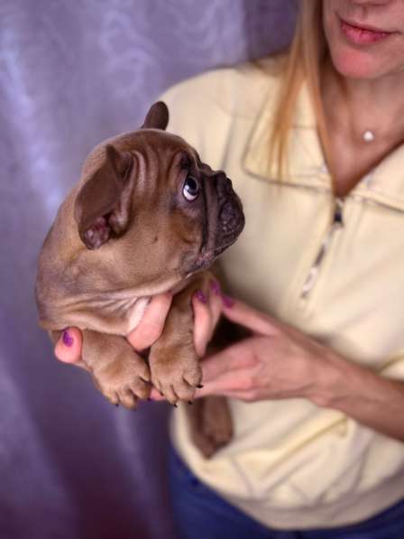 Щенки французского бульдога в Москве фото 3