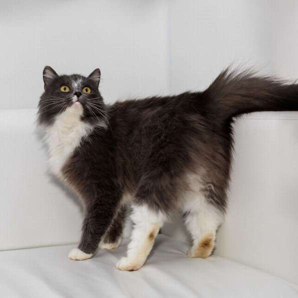 Роскошная красавица Зефирка в самые добрые руки! в Москве фото 3