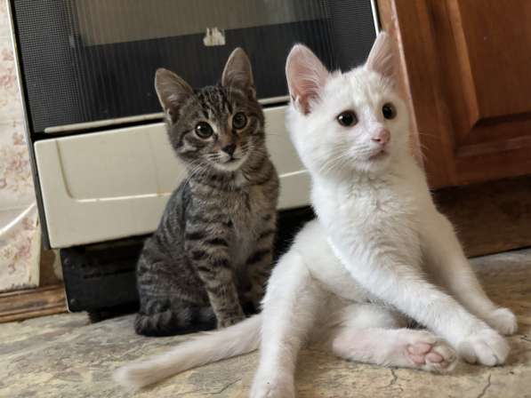 Кошка в добрые руки