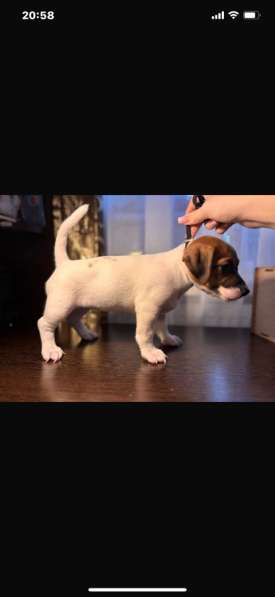 Собака в Ростове-на-Дону фото 4