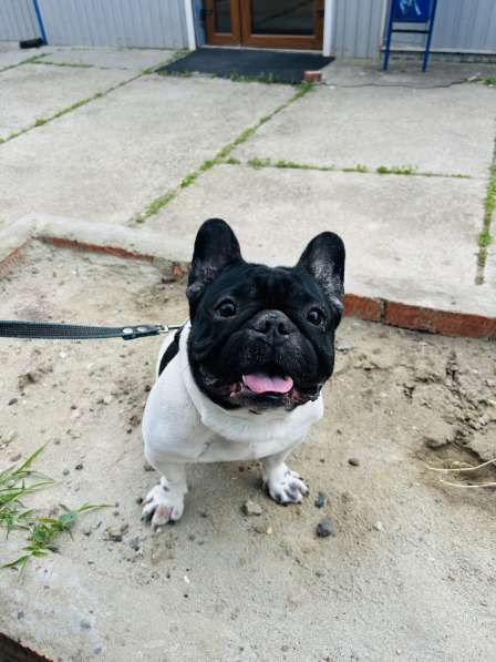 Щенки французского бульдога