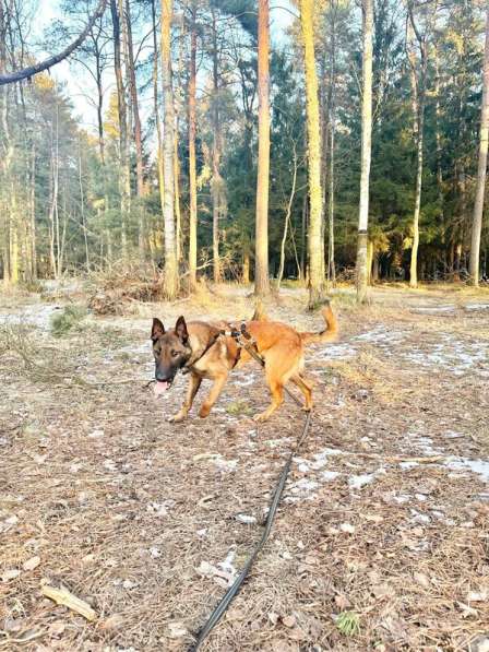 Красавчик Анзор ищет дом в Москве фото 4