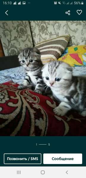 Мраморные котята в фото 13