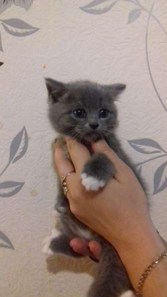 Шотландский котенок в Мытищи фото 8