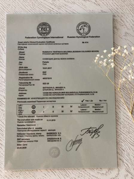 Щенки русской цветной болонки в Пушкино фото 3