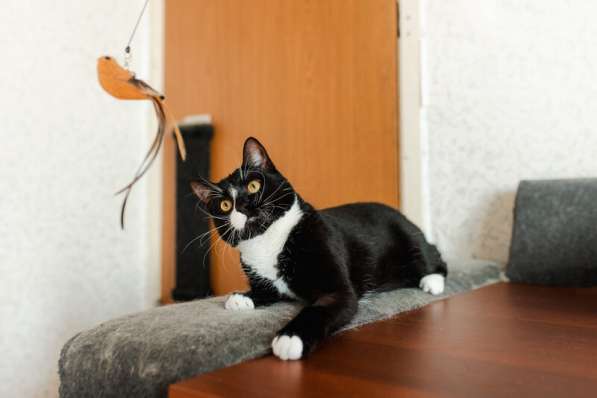 Роскошный маркизный кот Тоша в добрые руки в Москве фото 6