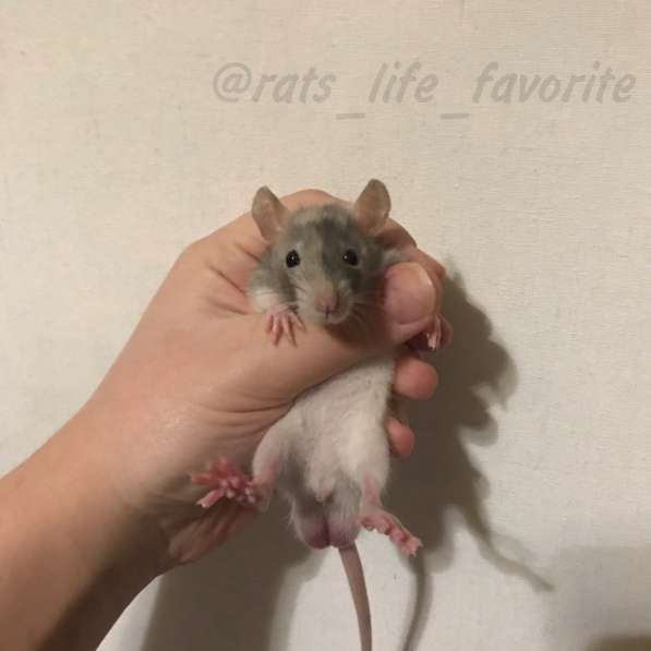 Крыса крысята продажа в Химках фото 4