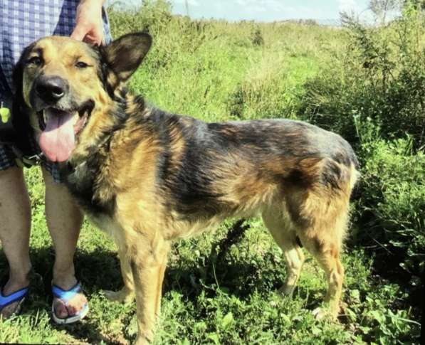 Умнейший пёс Сеня ищет любящую семью в Москве фото 5