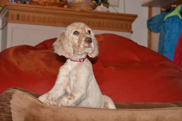 Английский сеттер щенки из элитного питомника в Москве фото 147