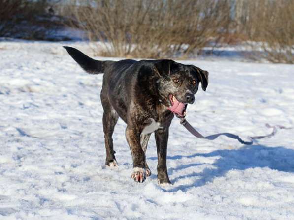 Очень добрая и компанейская собака Брунгильда в добрые руки в Москве фото 4