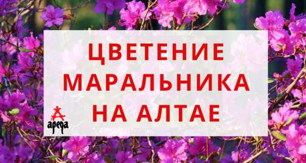 Цветение Маральника на Алтае