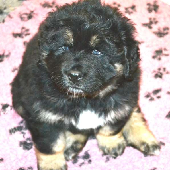 Тибетский мастиф - лучший страж на территории в Москве фото 71