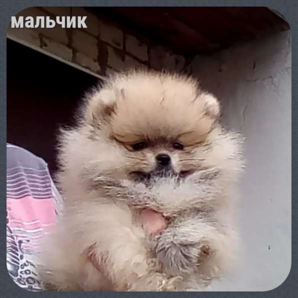 Шпиц щенки разного окраса и возраста в Москве фото 7