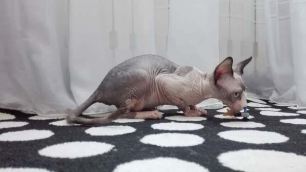 Сфинкс! в фото 5