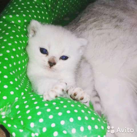 Котята-вислоухие и прямоухие в Костроме фото 5