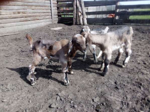 Англо-нубийские козлята мраморные в Краснодаре
