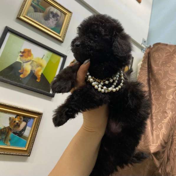 Мальтипу F1 мини в Москве фото 7