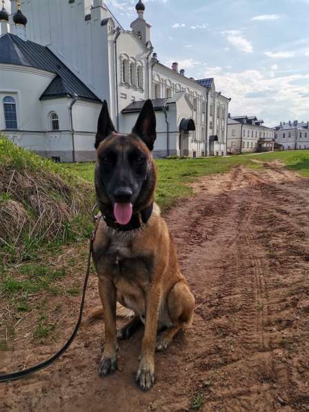 Бельгийская овчарка Кобель в Архангельске